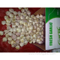 High Quality Normal White Garlic Crop 2019